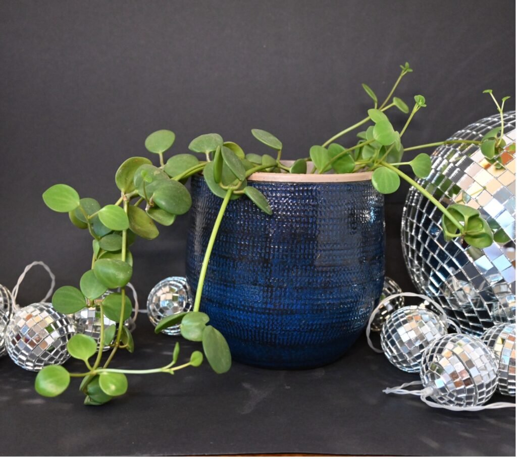 Peperomia Hope Plant