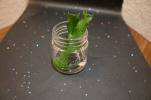 Lidcactus (Schlumbergera truncatus)