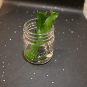 Lidcactus (Schlumbergera truncatus)