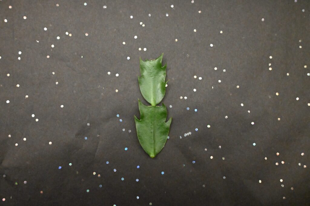 Lidcactus Stekje Glitterpapier