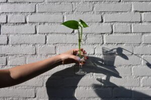 Golden Pothos (Epipremnum Aureum)