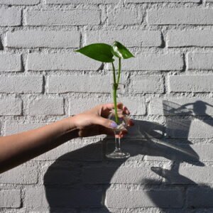 Golden Pothos (Epipremnum Aureum)