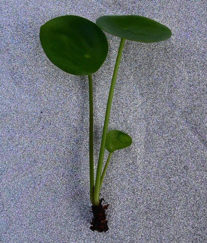 Pannenkoekenplant Glitter