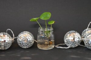 Pannenkoekenplant (Pilea peperomioides)