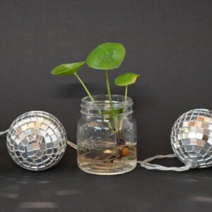 Pannenkoekenplant (Pilea peperomioides)