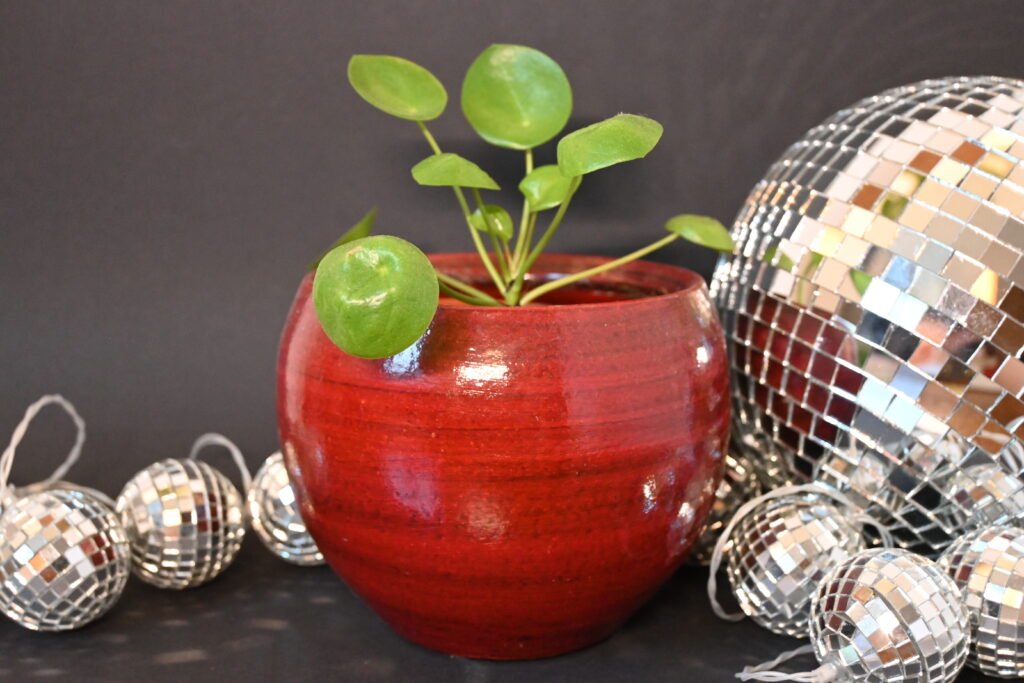 Pannenkoekenplant Plant