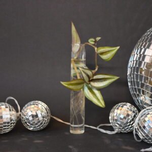 Zebrablad (Tradescantia zebrina)