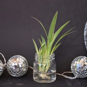 Graslelie (chlorophytum comosum variegatum)