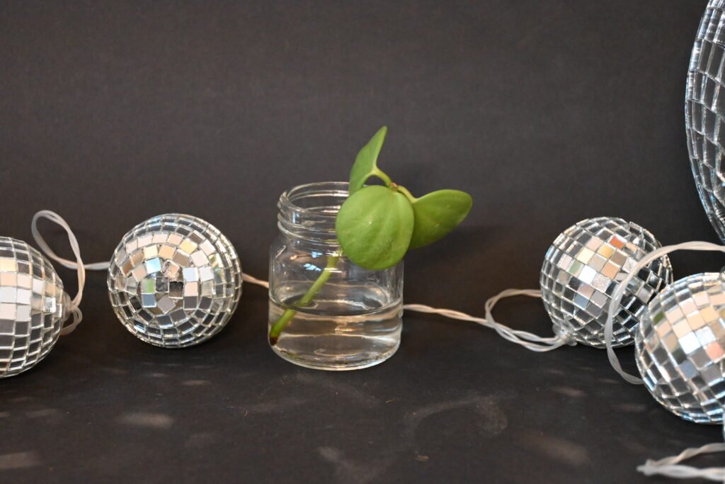 Peperomia Hope Stekje