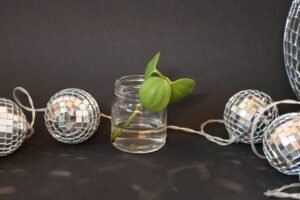 Peperomia 'Hope' tetraphylla