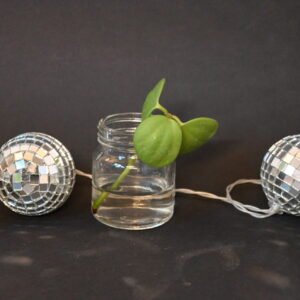 Peperomia 'Hope' tetraphylla