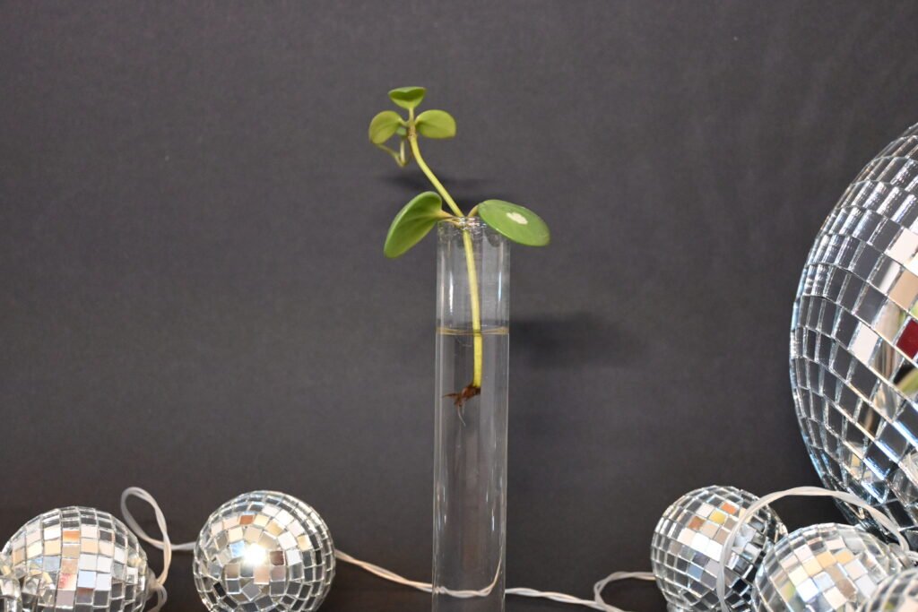 Peperomia Hope reageerbuisje