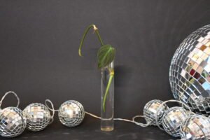 Stekje velvet leaf (Philodendron micans) plant