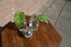 Monkey Mask (Monstera adansonii)