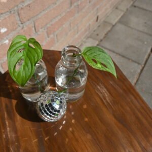 Monkey Mask (Monstera adansonii)