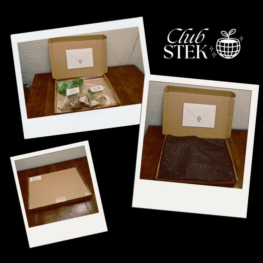 Final IG posts - Pannenkoekenplant