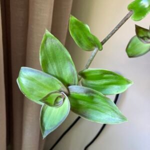 Dragon Tail (Callisia Soconuscensis)