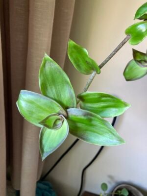 Dragon Tail (Callisia Soconuscensis)