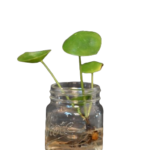 Pannenkoekenplant