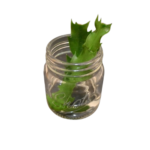 Lidcactus