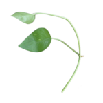 Golden Pothos