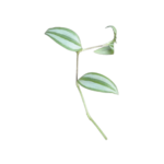 Zebrablad